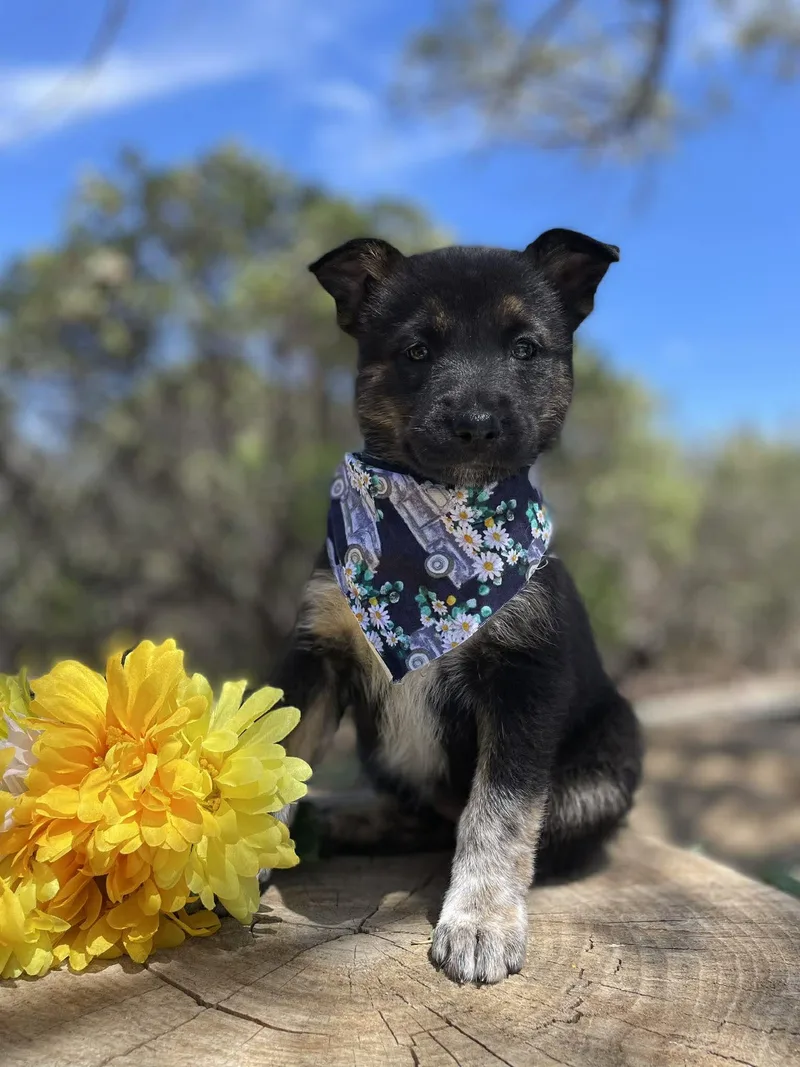 A baby medium-sized female Australian Cattle Dog / Blue Heeler dog named Tarte for adoption in Anza, CA