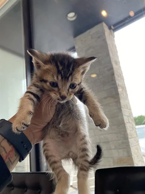 A baby small-sized male Domestic Short Hair cat named Jockey for adoption in Dallas, TX