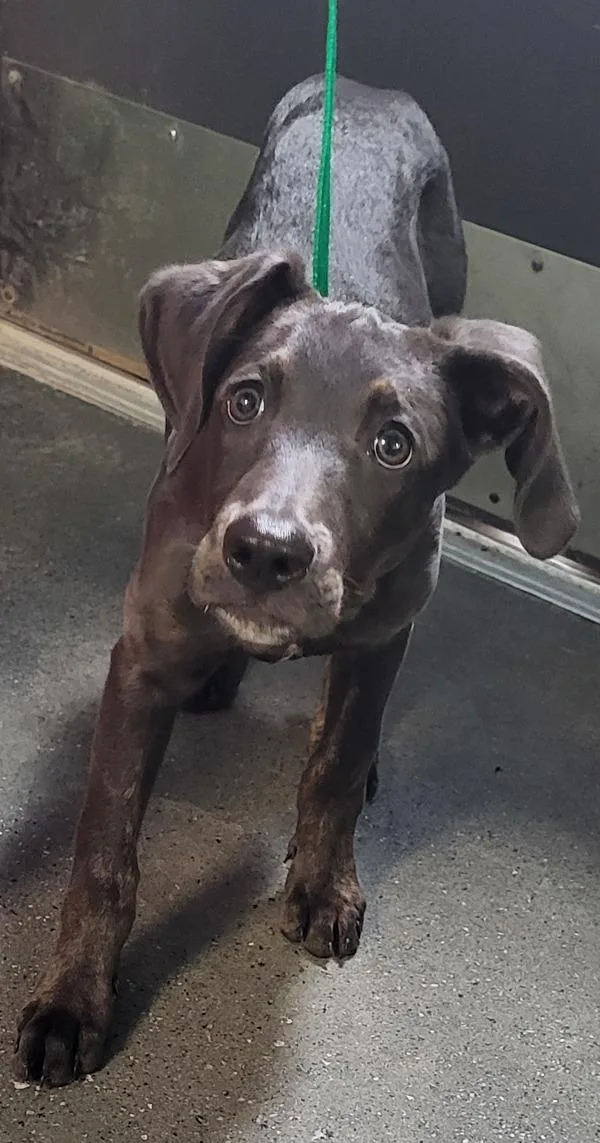 A young small-sized male Pointer dog named Pen  Marty for adoption in Lawrenceville, GA