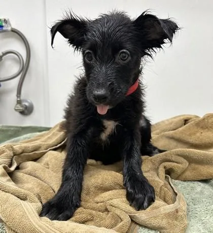 A young large-sized female Shepherd dog named Chickadee for adoption in Phoenix, AZ