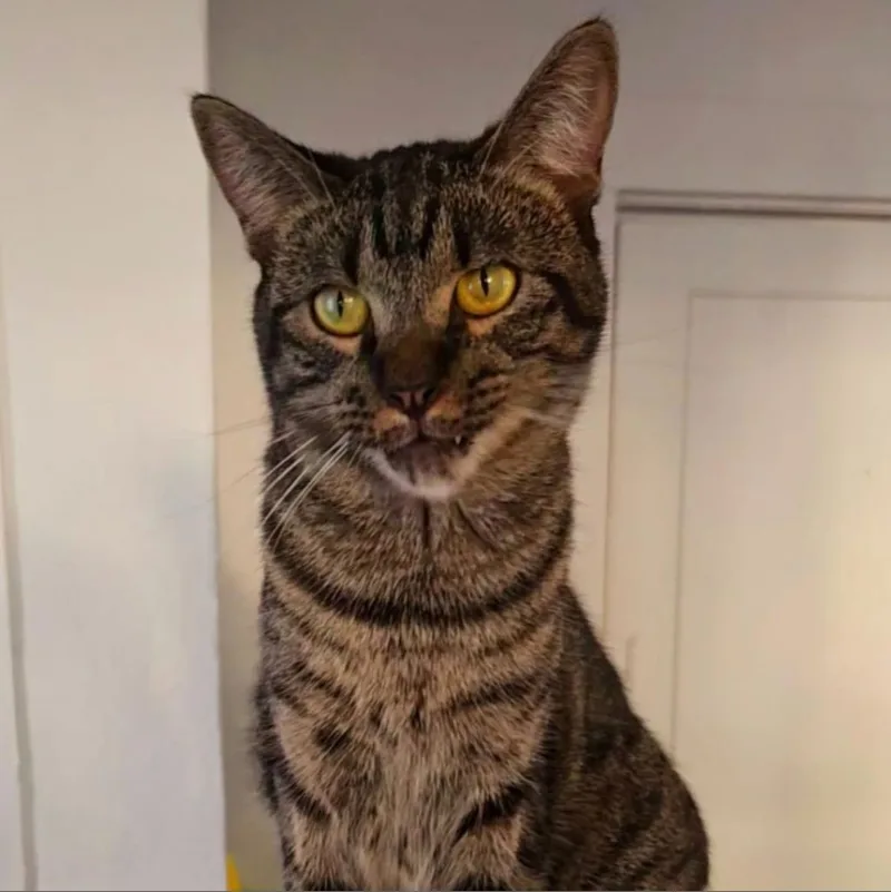 Pretty Boy thumbnail 4