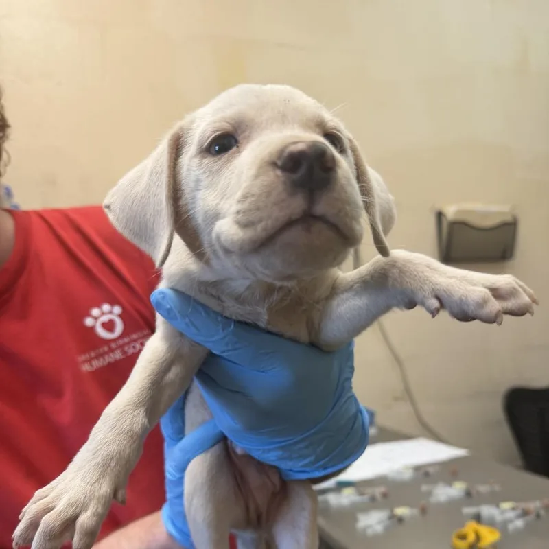 A baby small-sized male Pit Bull Terrier dog named Trex for adoption in Birmingham, AL