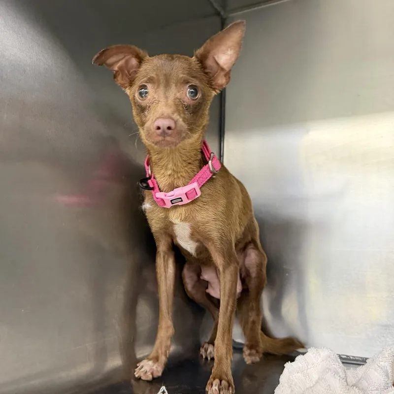 An adult small-sized female Brown / Chocolate Mixed Breed dog named India for adoption in Fredericksburg, VA