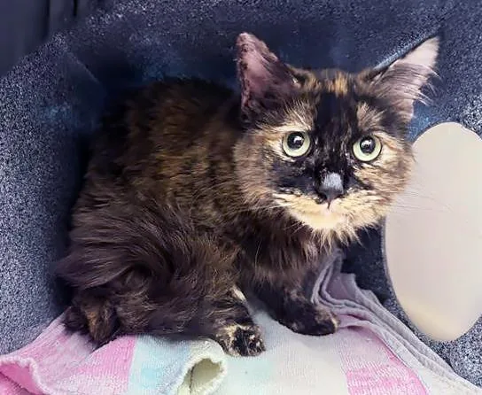 An adult medium-sized female Tortoiseshell Domestic Short Hair cat named Tuna Turner for adoption in Nashville, TN