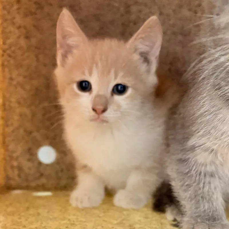 A baby small-sized female Buff / Tan / Fawn Domestic Short Hair cat named Archie Alf for adoption in Philadelphia, PA