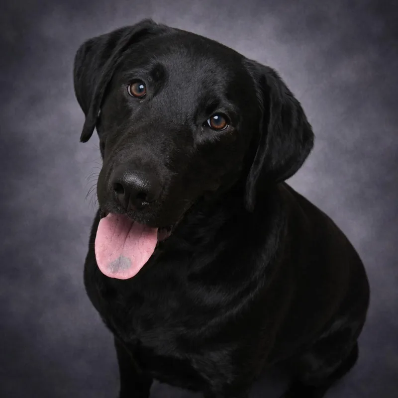 Remington thumbnail 2