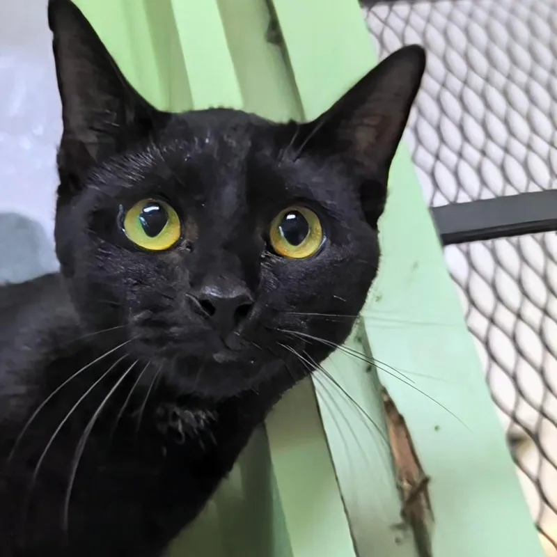 A young small-sized female Black Domestic Short Hair cat named Opie for adoption in West Jefferson, OH