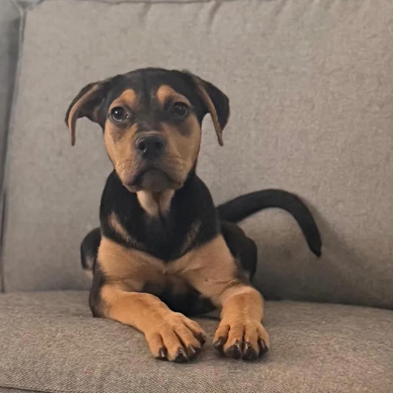 A baby medium-sized female Black Rottweiler dog named Marigold for adoption in Las Vegas, NV