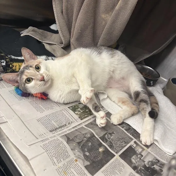 An adult medium-sized female Calico Domestic Short Hair cat named Pooky for adoption in Pittsburgh, PA
