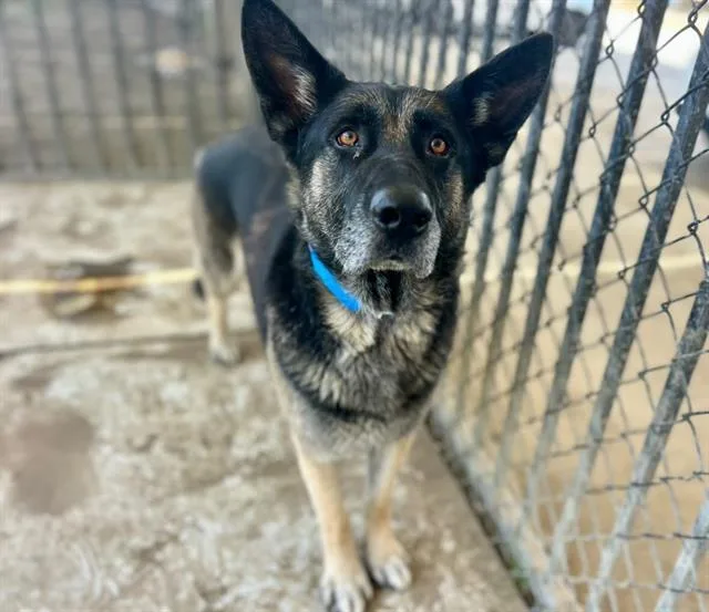An adult large-sized male German Shepherd Dog dog named Blue for adoption in Riverside, CA