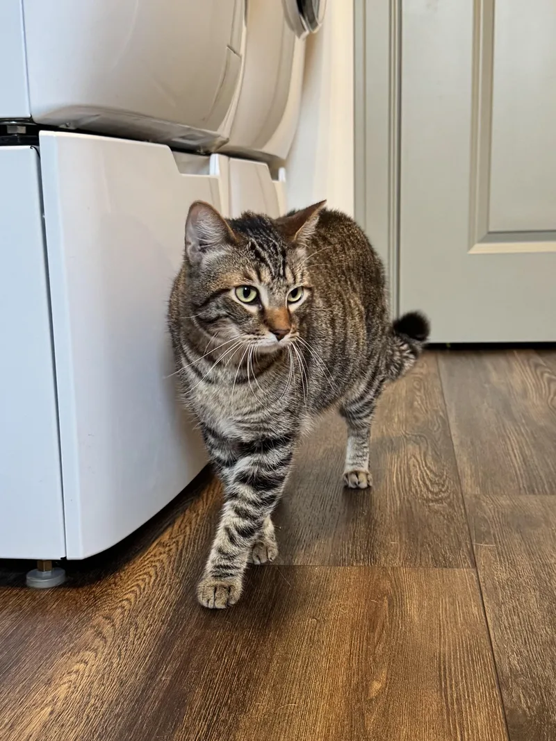 An adult large-sized male Tabby (Brown / Chocolate) Domestic Short Hair cat named Jinx for adoption in Hartville, OH