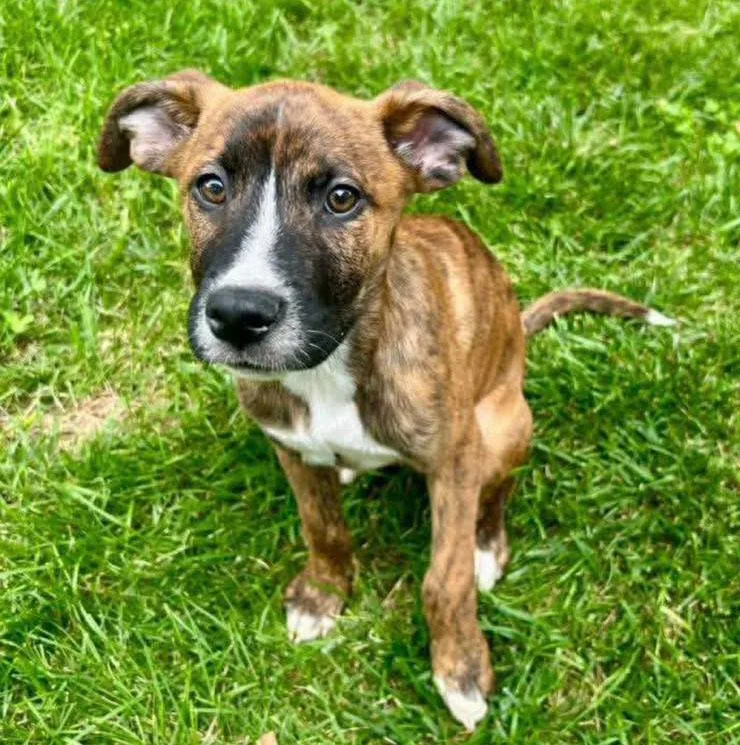 A baby medium-sized male Brindle Boxer dog named Toby for adoption in Kansas City, KS