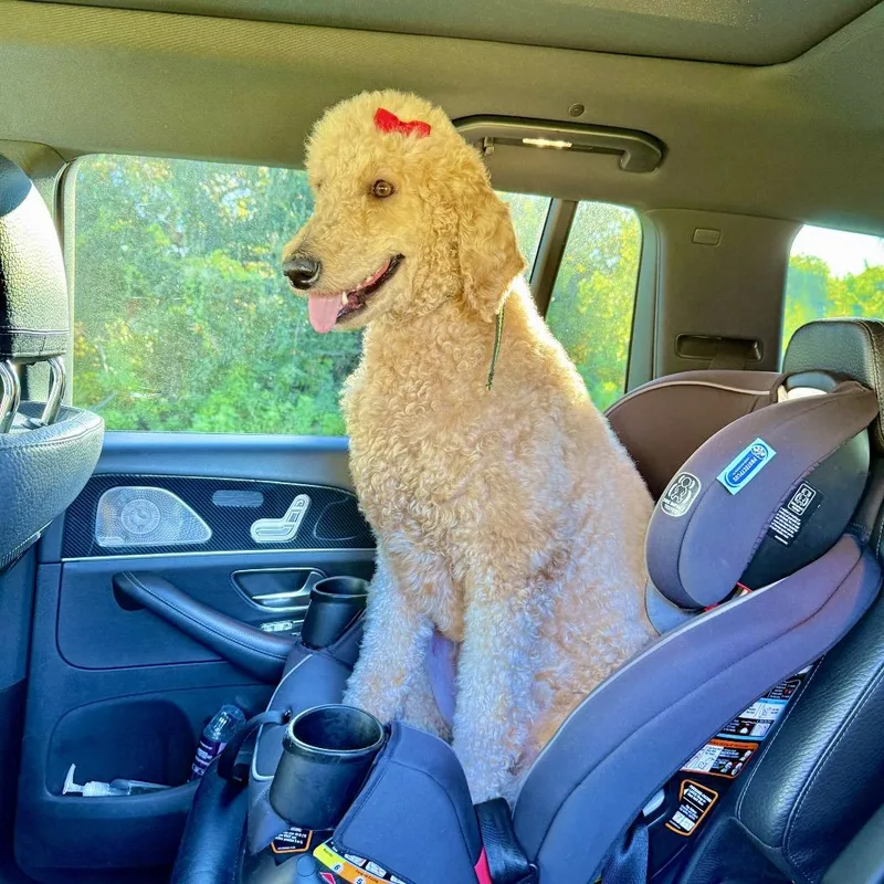 An adult medium-sized female White / Cream Standard Poodle dog named Nala for adoption in Englewood, FL