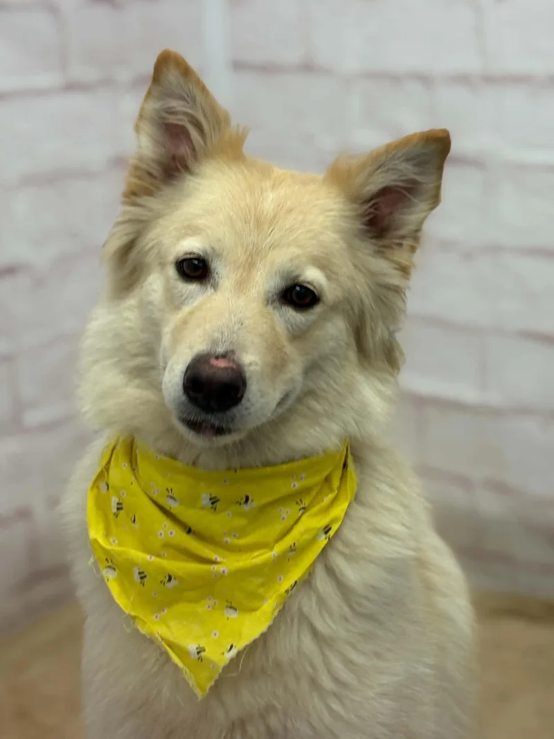 A young large-sized female Collie dog named Jani for adoption in Oxford, MI
