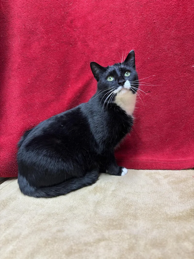 An adult medium-sized female Black & White / Tuxedo Domestic Short Hair cat named Sally for adoption in Upper Sandusky, OH