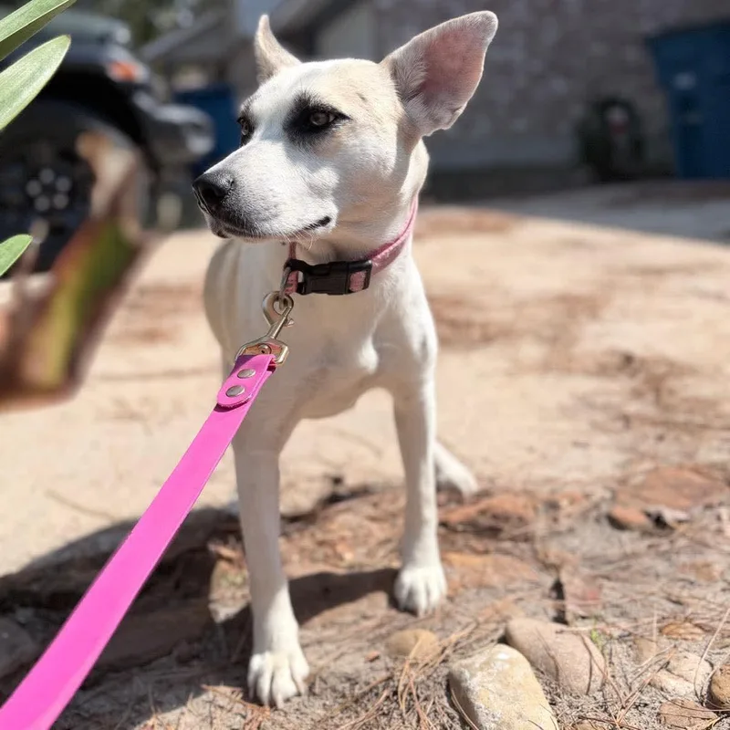 A young medium-sized female Apricot / Beige Shepherd dog named Zoey for adoption in Cleveland, TX