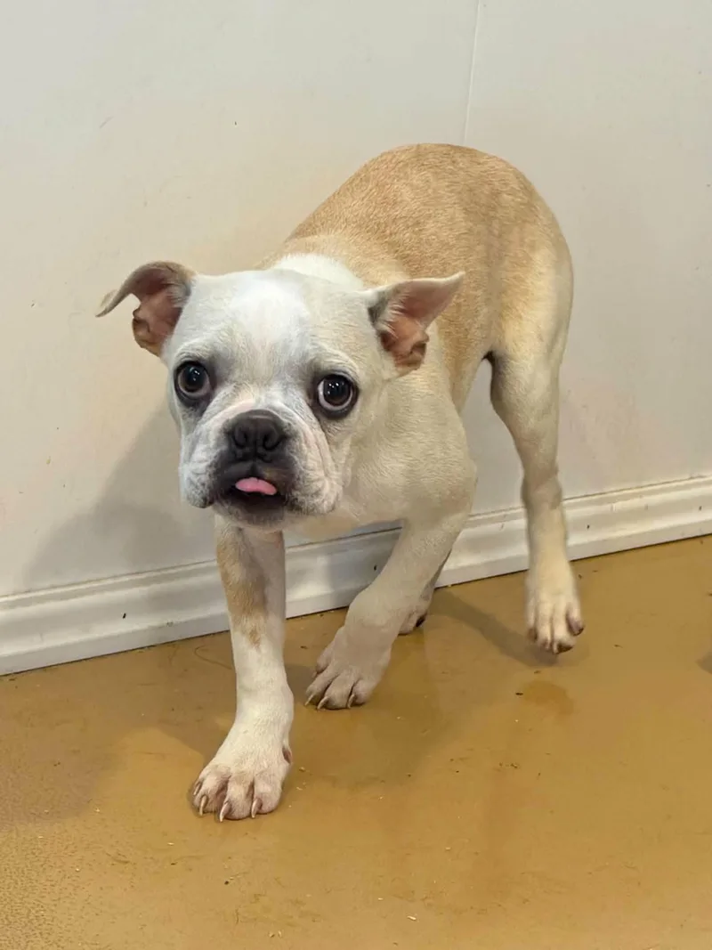 A baby small-sized male Boston Terrier dog named Stanley for adoption in Havertown, PA