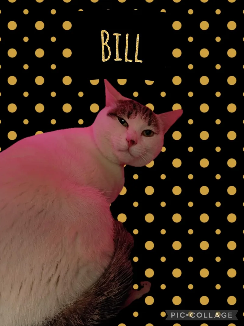 An adult medium-sized male Domestic Short Hair cat named Bill for adoption in Muncie, IN