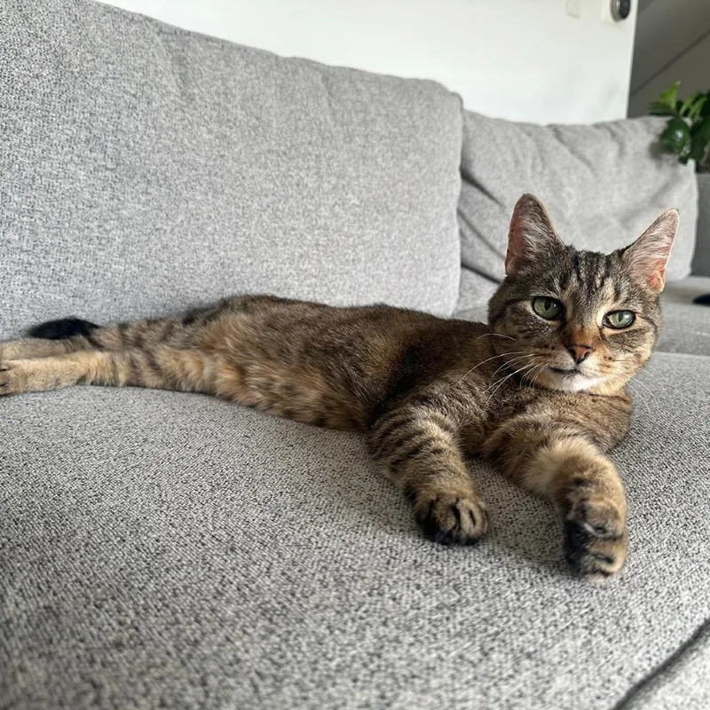 A senior small-sized female Brown / Chocolate American Shorthair cat named Piadora for adoption in PITTSBURGH, PA