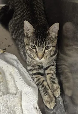 A baby small-sized female Domestic Short Hair cat named Lyudmila for adoption in Decatur, IL