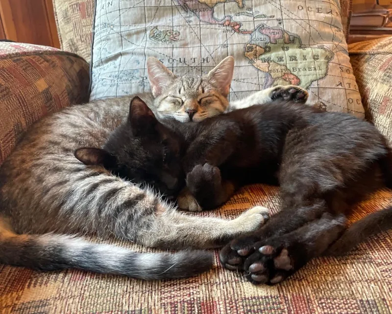 A baby small-sized female Domestic Short Hair cat named Mary for adoption in San Francisco, CA