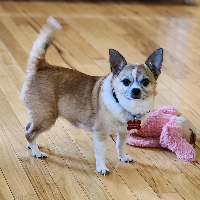 A senior small-sized female Brown / Chocolate Chihuahua dog named Billie Jean for adoption in Toms Brook, VA