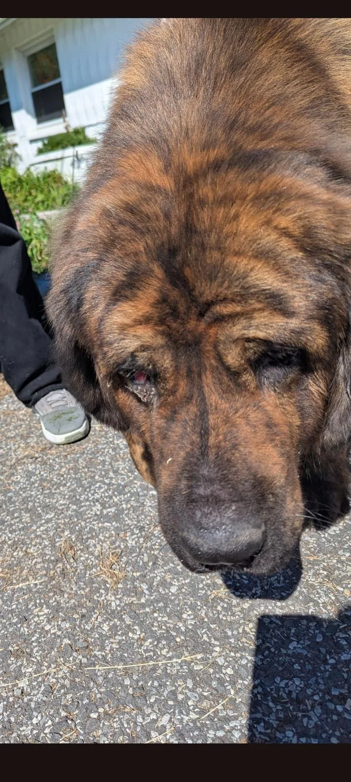 An adult extra large-sized male Caucasian Sheepdog / Caucasian Ovtcharka dog named Stanley for adoption in New Windsor, NY