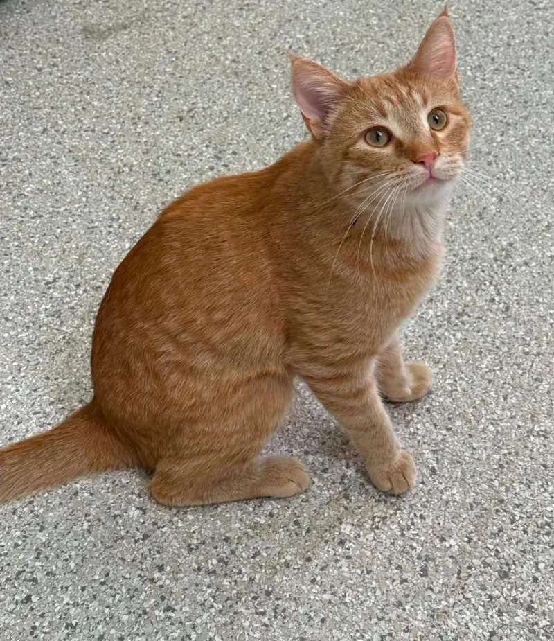 A young large-sized male Domestic Short Hair cat named Joe for adoption in Viroqua, WI