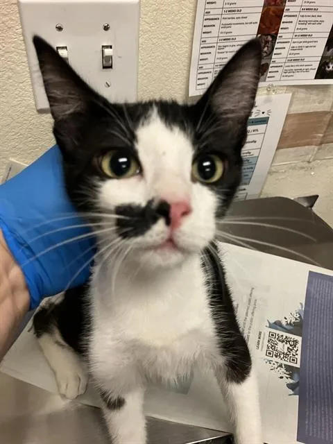 A young medium-sized female Domestic Short Hair cat named Ivory for adoption in Long Beach, CA