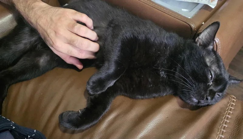 An adult medium-sized male Black Domestic Short Hair cat named Charlie for adoption in Brooklyn, NY