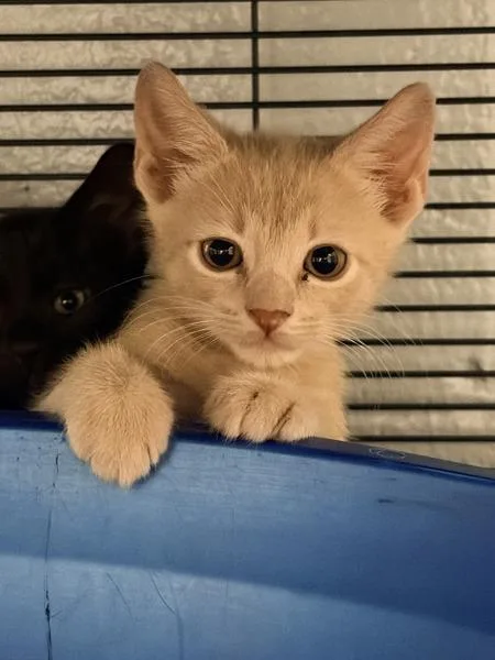 A baby small-sized male Domestic Short Hair cat named Comment for adoption in Millersville, MD
