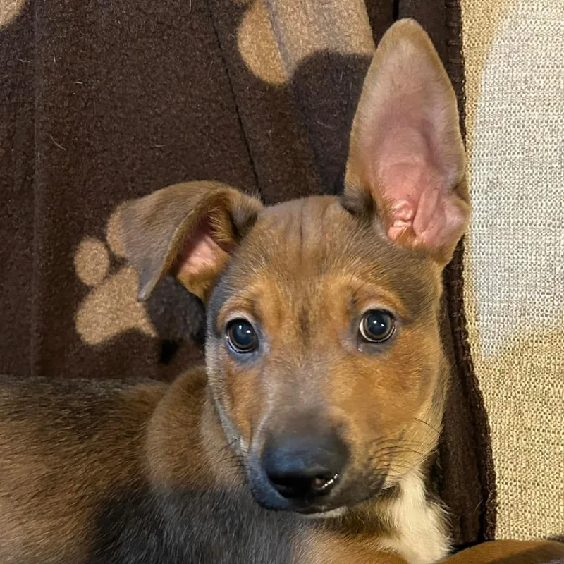 A baby medium-sized male Brown / Chocolate Mixed Breed dog named Scrappydoo for adoption in DeKalb, IL