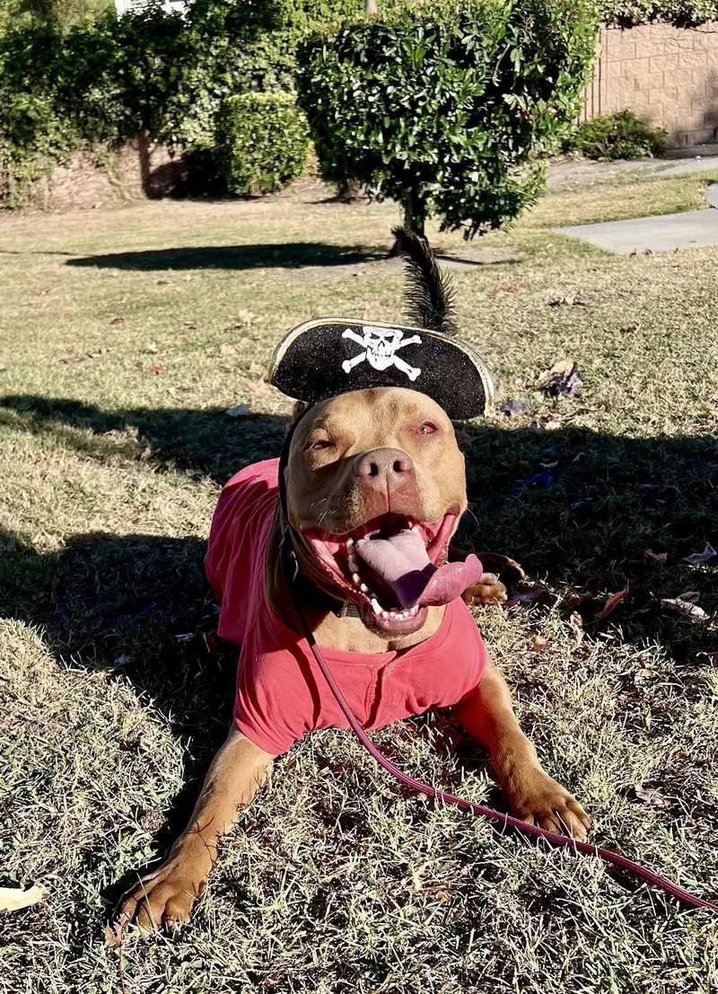 Canoodle thumbnail 2