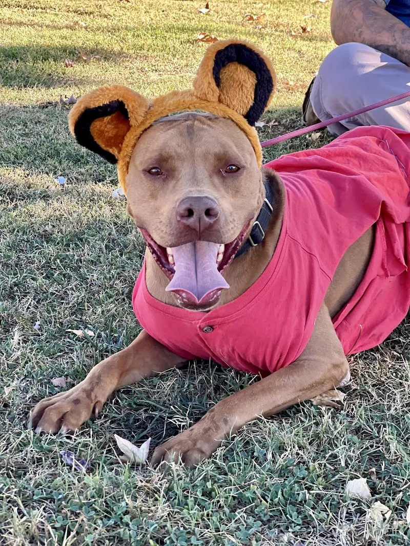 Canoodle thumbnail 3