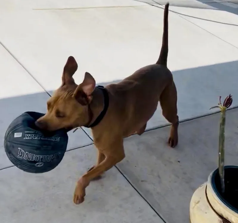 Canoodle thumbnail 4