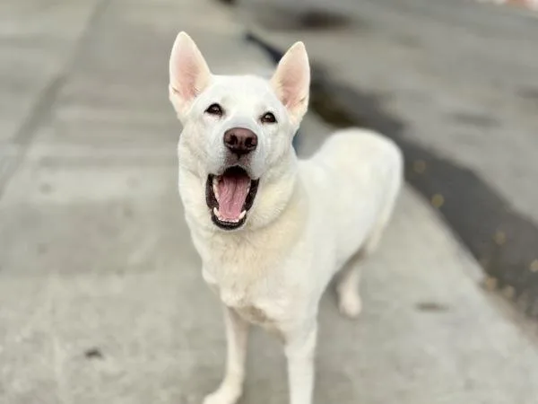 An adult large-sized female German Shepherd Dog dog named Princess Nevada for adoption in New York, NY