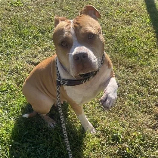 An adult large-sized female Red / Chestnut / Orange American Bully dog named Ginger for adoption in Prince Frederick, MD