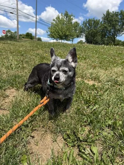 An adult small-sized female Chihuahua dog named Tacha'I for adoption in Aliquippa, PA