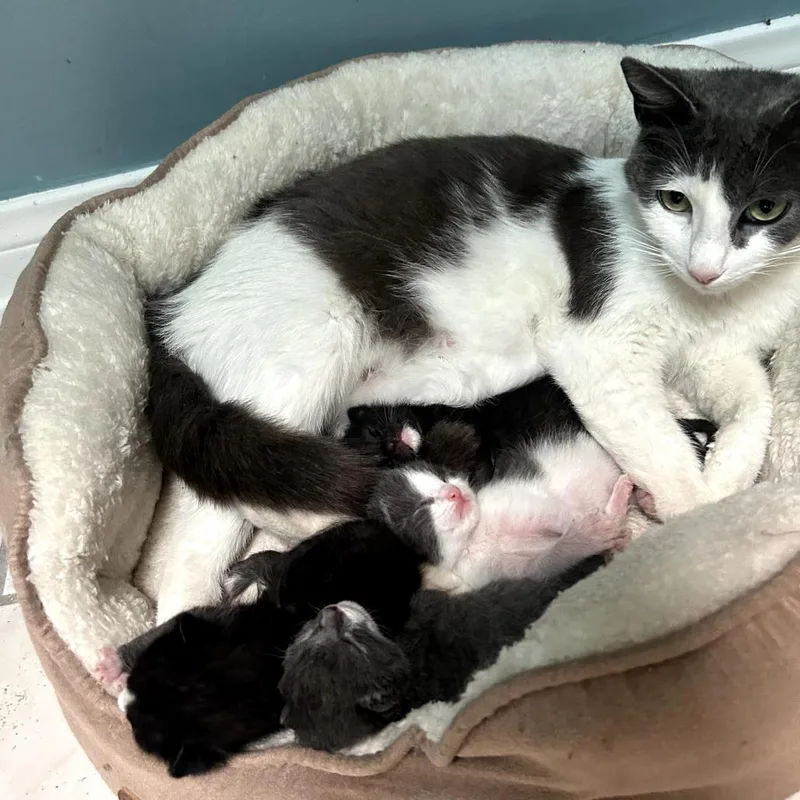 A baby small-sized male Black Domestic Short Hair cat named Iris for adoption in Long Beach, CA