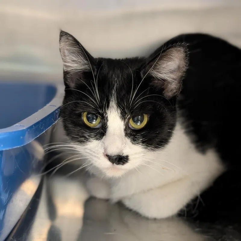 A young medium-sized female Domestic Short Hair cat named Maraschino for adoption in Spokane, WA