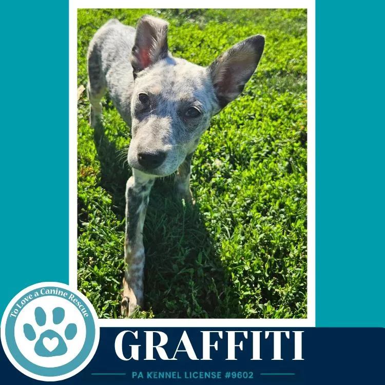 A baby medium-sized female Australian Cattle Dog / Blue Heeler dog named Graffiti for adoption in Kimberton, PA