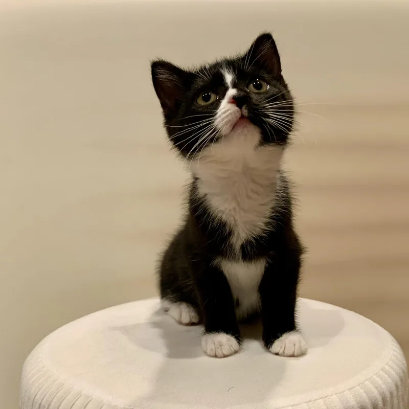 Trix