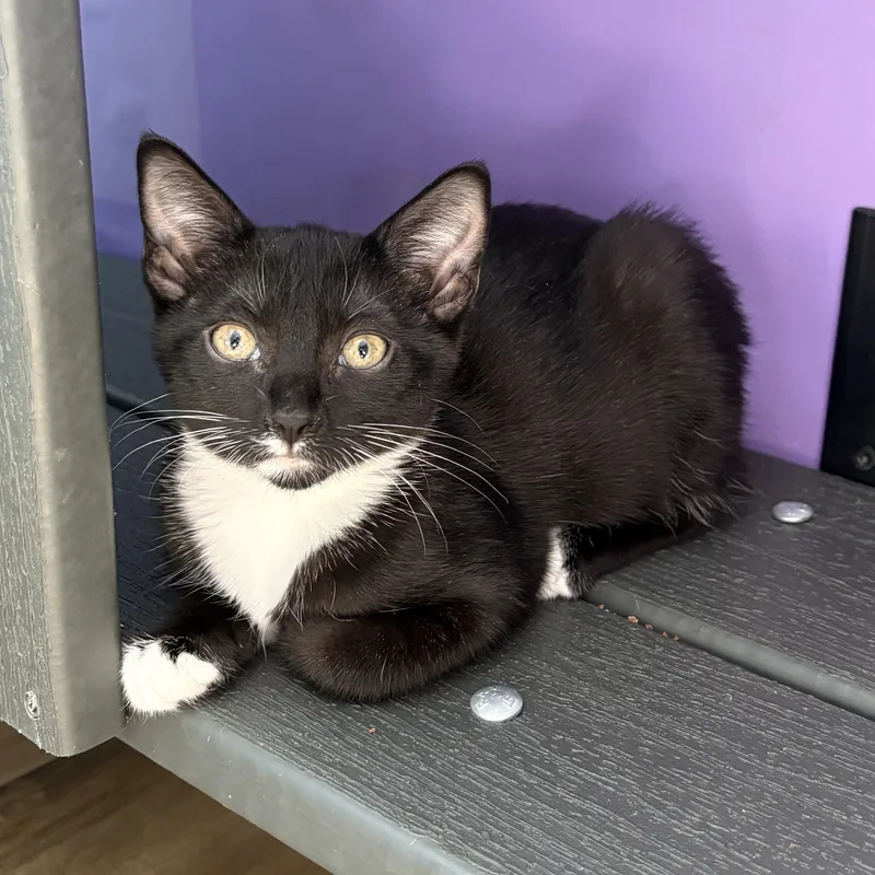 A baby small-sized female Black & White / Tuxedo Domestic Short Hair cat named Betsy Bobbin for adoption in Asheville, NC