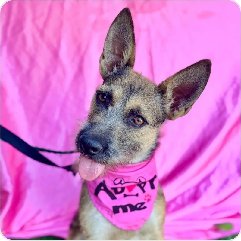 A young small-sized female Tricolor (Brown, Black, & White) Norfolk Terrier dog named Kenzie for adoption in Draper, UT