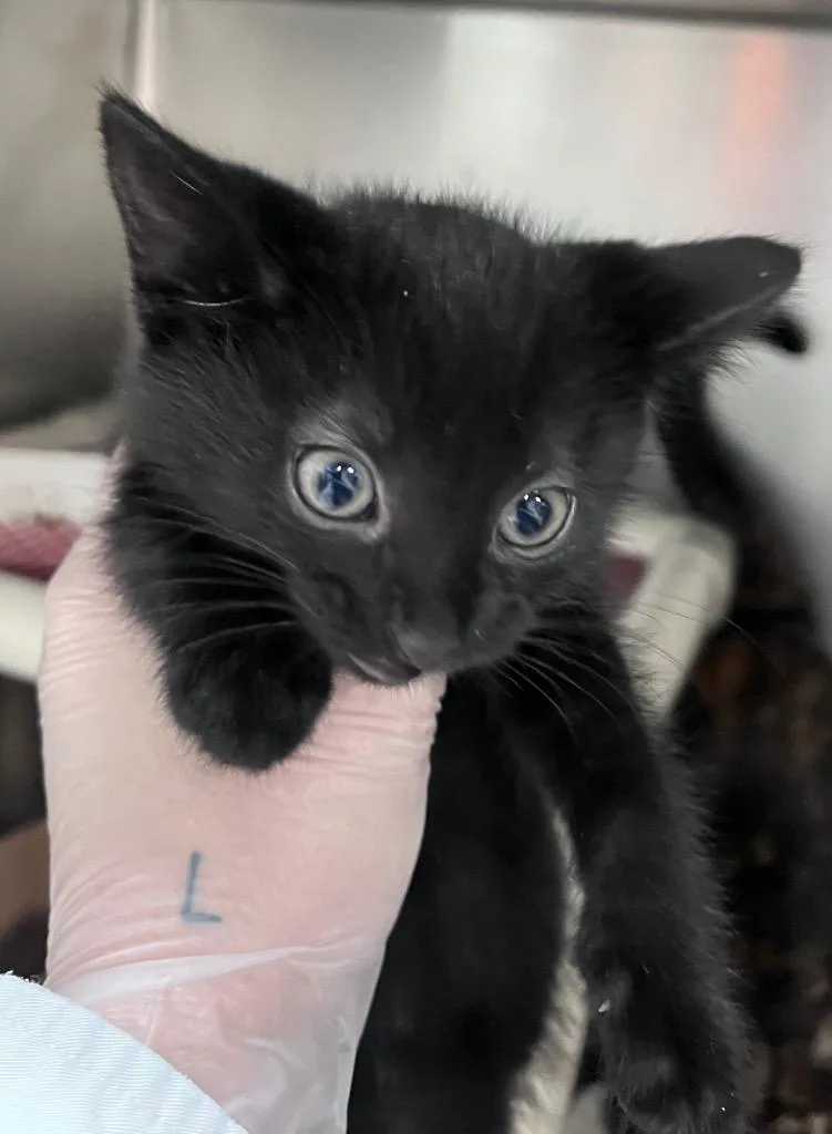 A baby medium-sized female Domestic Short Hair cat named Blackthorn for adoption in Cincinnati, OH