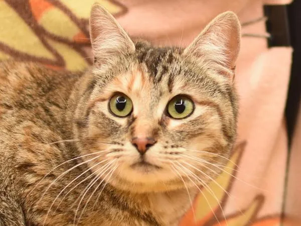 A young medium-sized female Domestic Short Hair cat named Bobbi Brookshire for adoption in Portland, OR