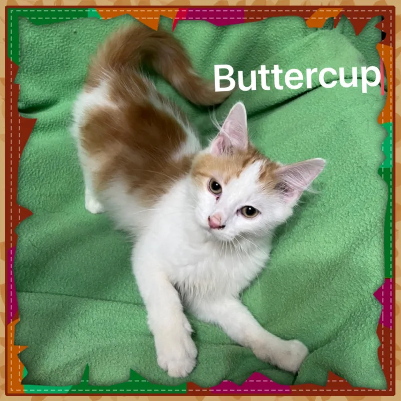 Buttercup