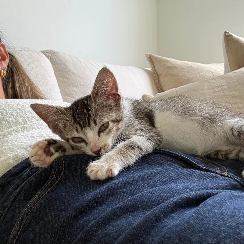 A baby small-sized female Brown / Chocolate Domestic Short Hair cat named Loure for adoption in Austin, TX