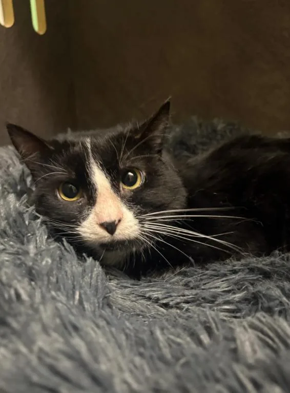 A young medium-sized male Black & White / Tuxedo Domestic Short Hair cat named Jax for adoption in Chicago, IL