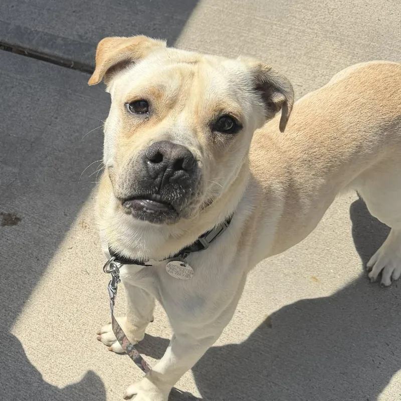 A young medium-sized male Yellow / Tan / Blond / Fawn Yellow Labrador Retriever dog named Noah for adoption in Hampton Bays, NY